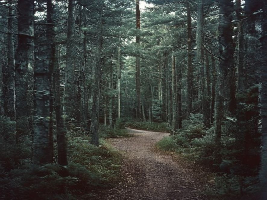 Kaunis luontopolku vihreän metsän läpi